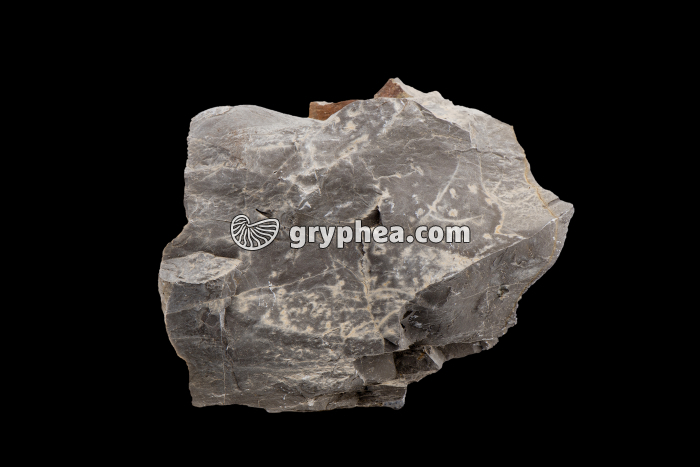 Silex - gryphea.org